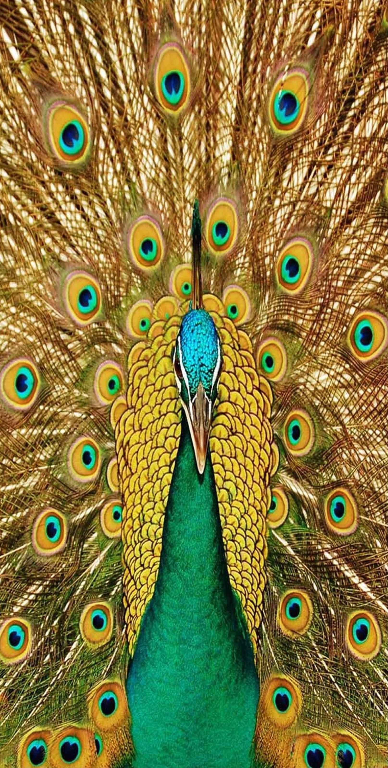 3D Peacock Opening Tail 1504 Stair Risers Wallpaper AJ Wallpaper 