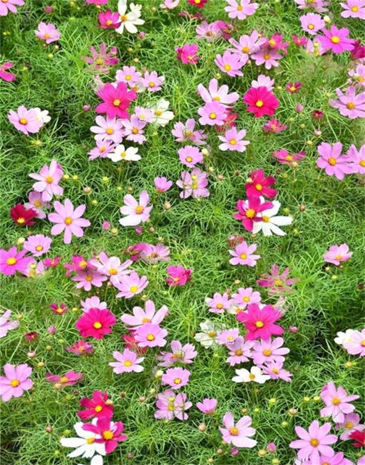 3D Pretty Grassland Flowers 676 Stair Risers Wallpaper AJ Wallpaper 