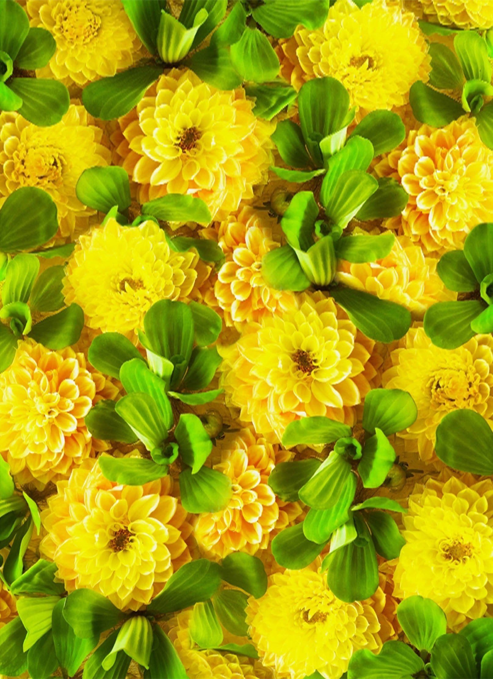 3D Bright Shiny Flowers 1401 Stair Risers Wallpaper AJ Wallpaper 