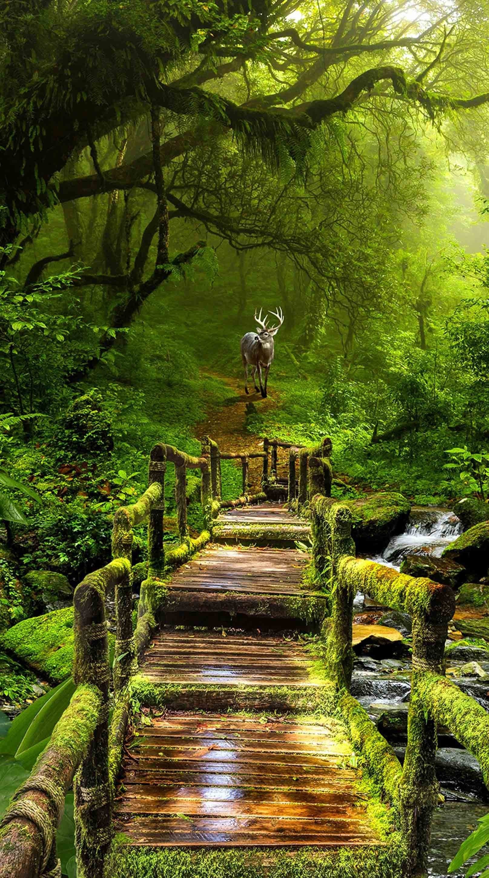 3D Forest Wood Bridge Animal 1480 Stair Risers Wallpaper AJ Wallpaper 