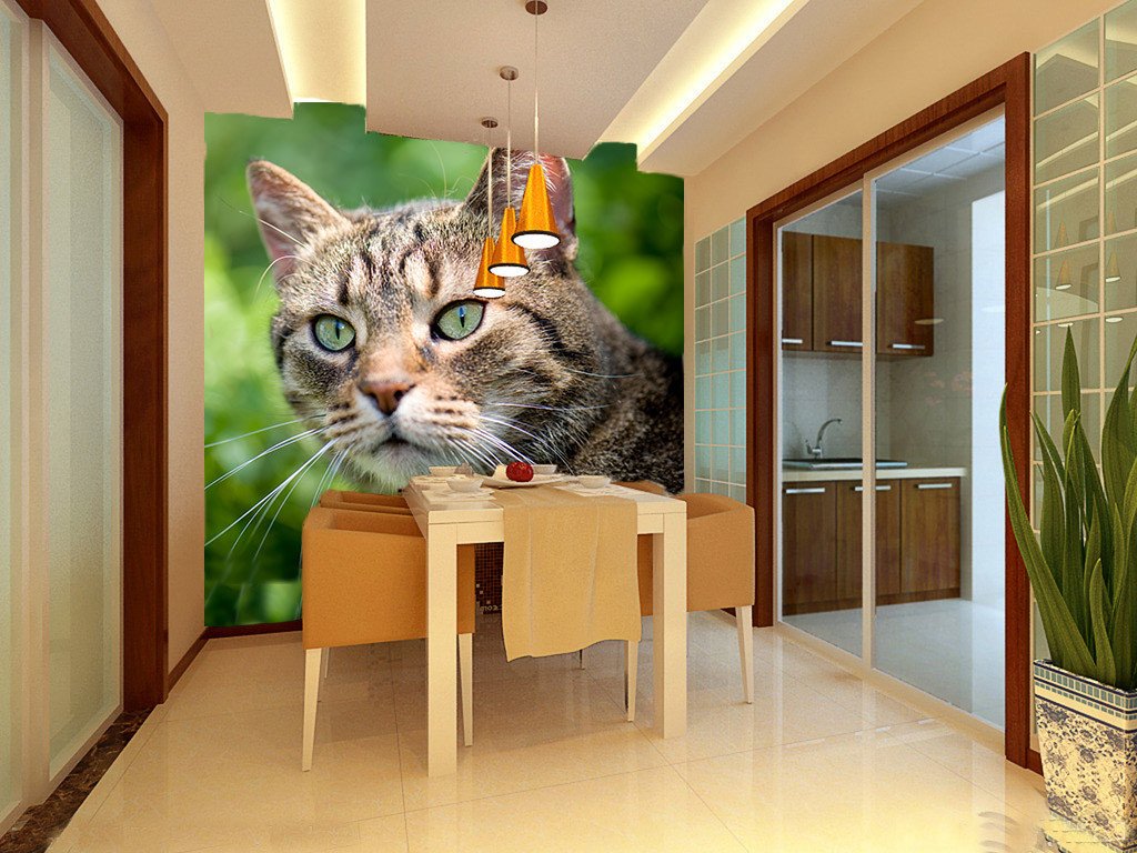Alert Cat Wallpaper AJ Wallpaper 