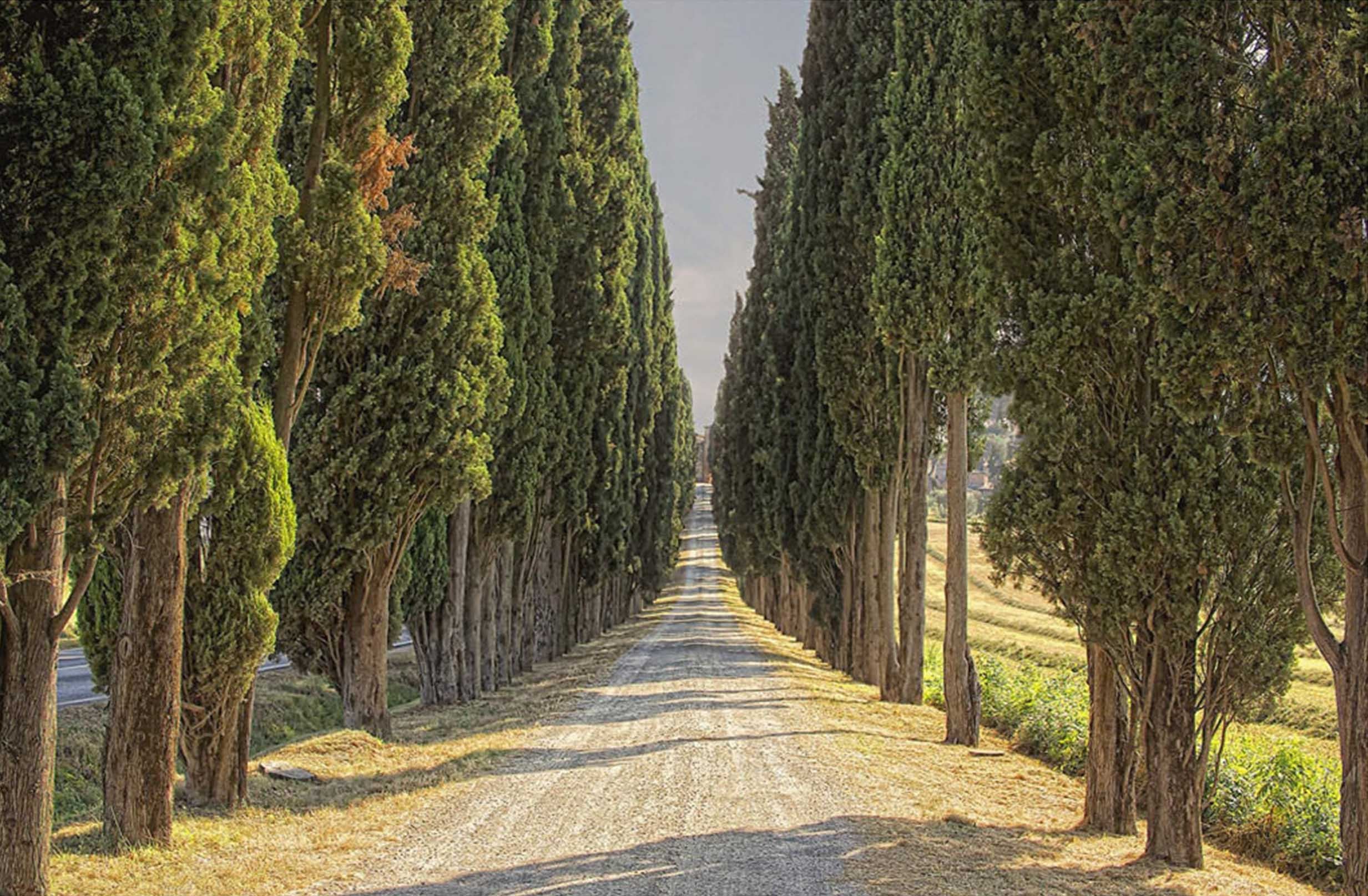 3D Road Trees Rows 350 Garage Door Mural Wallpaper AJ Wallpaper 