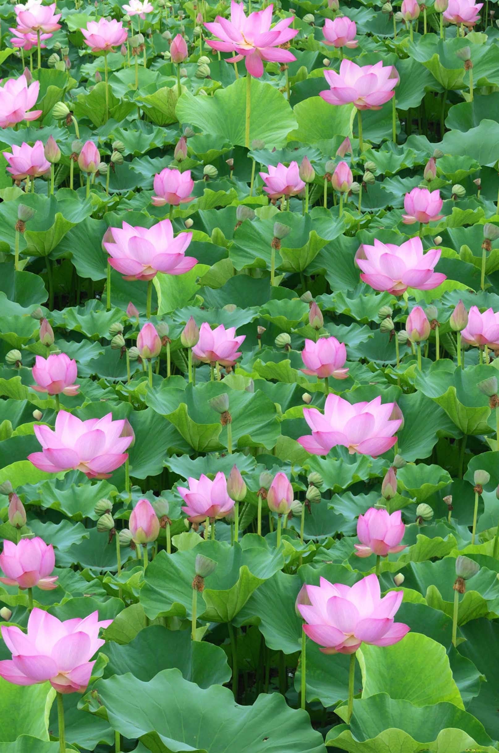 3D Dense Lotus Flowers 1344 Stair Risers Wallpaper AJ Wallpaper 