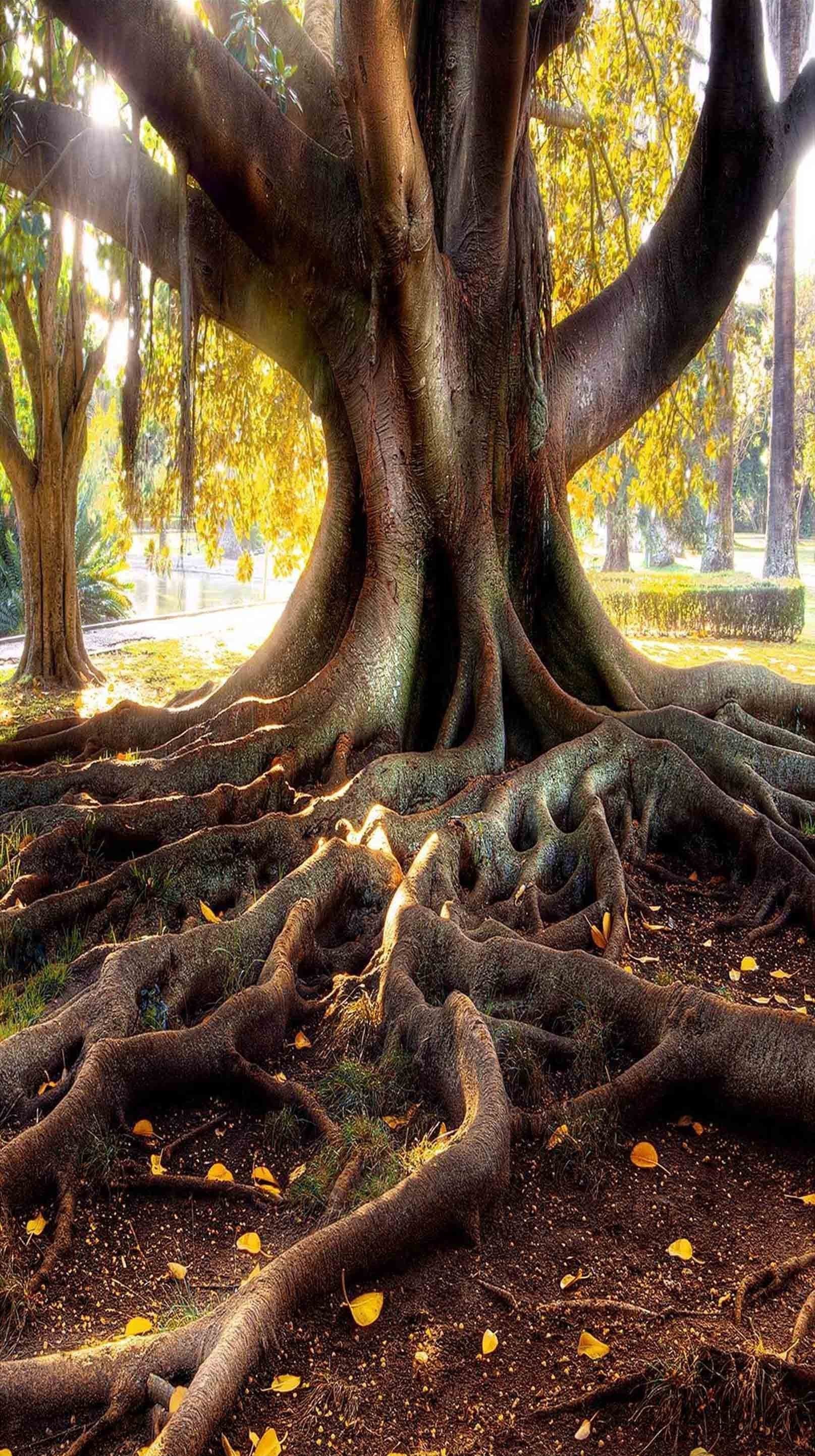 3D Tree Powerful Roots 1466 Stair Risers Wallpaper AJ Wallpaper 