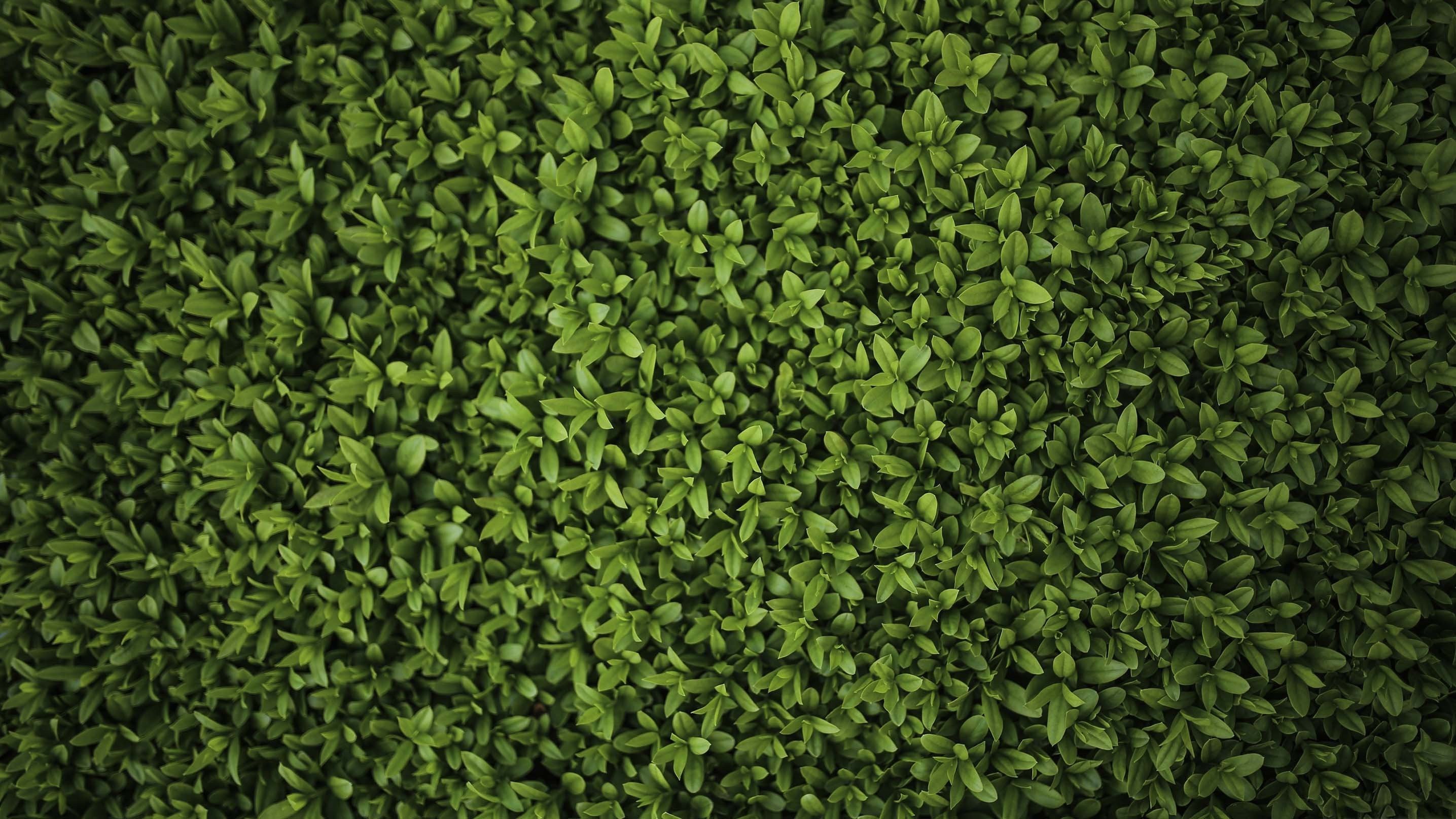 3D Lush Green Plants 042 Kitchen Mat Floor Mural Wallpaper AJ Wallpaper 