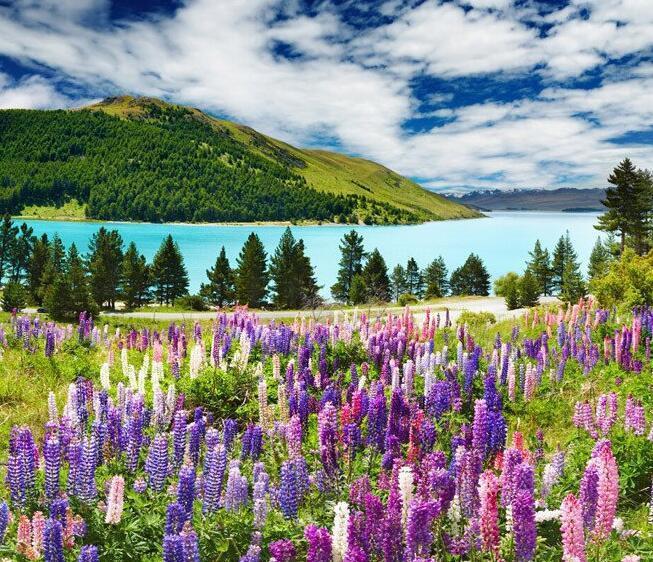 LAKESIDE COLORED FLOWERS 400cm wide and 230cm high in VINYL AJ Wallpaper 