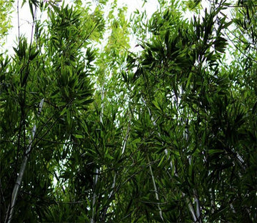 3D Forest Tree Green 033 Wallpaper AJ Wallpaper 