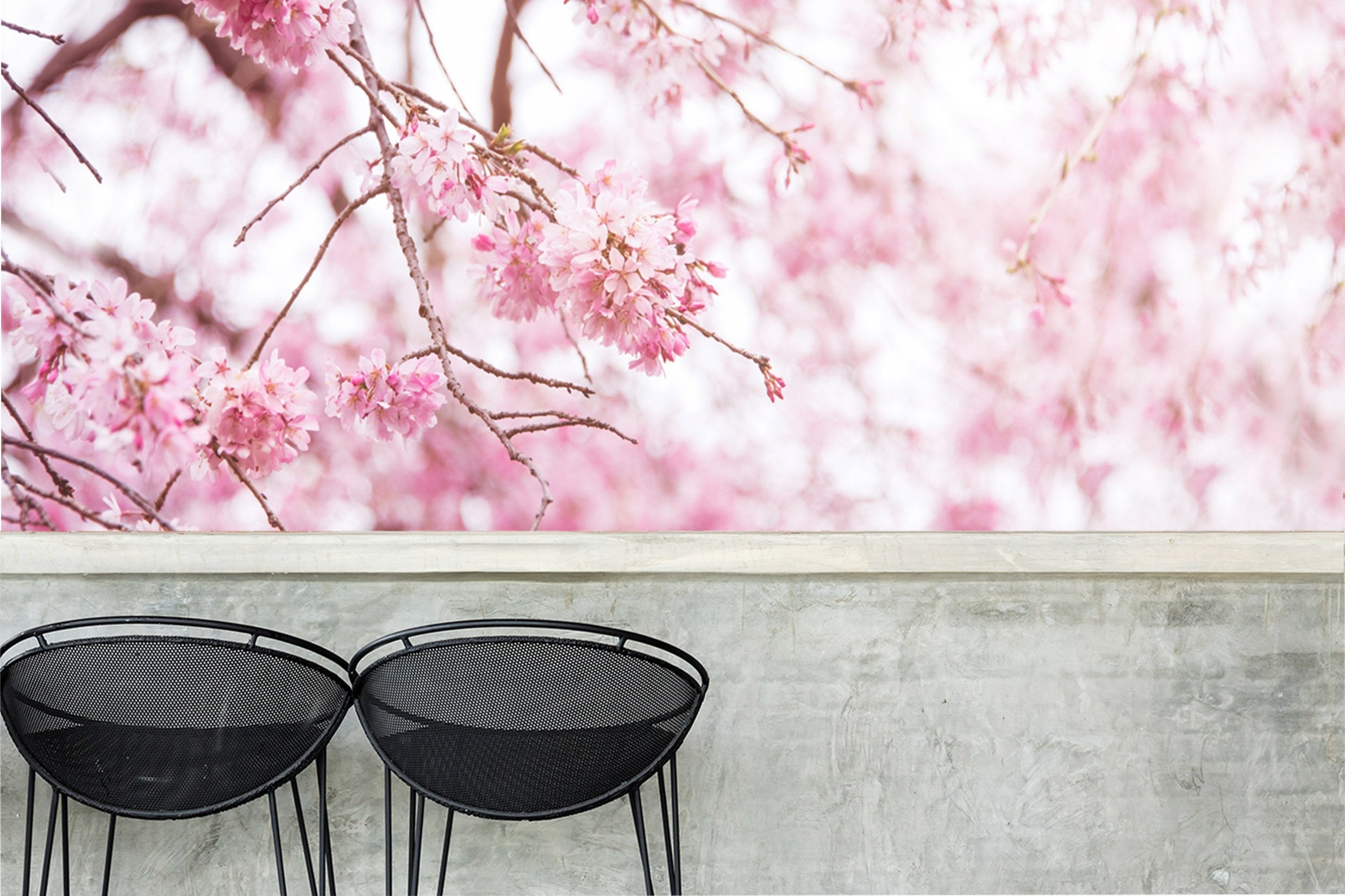 3D Cherry Blossoms 028 Wallpaper AJ Wallpaper 