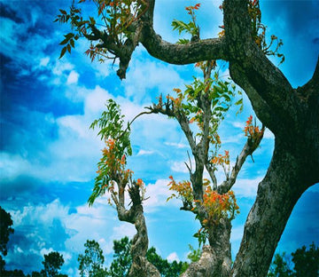3D Old Tree Blossom Sky 046 Wallpaper AJ Wallpaper 