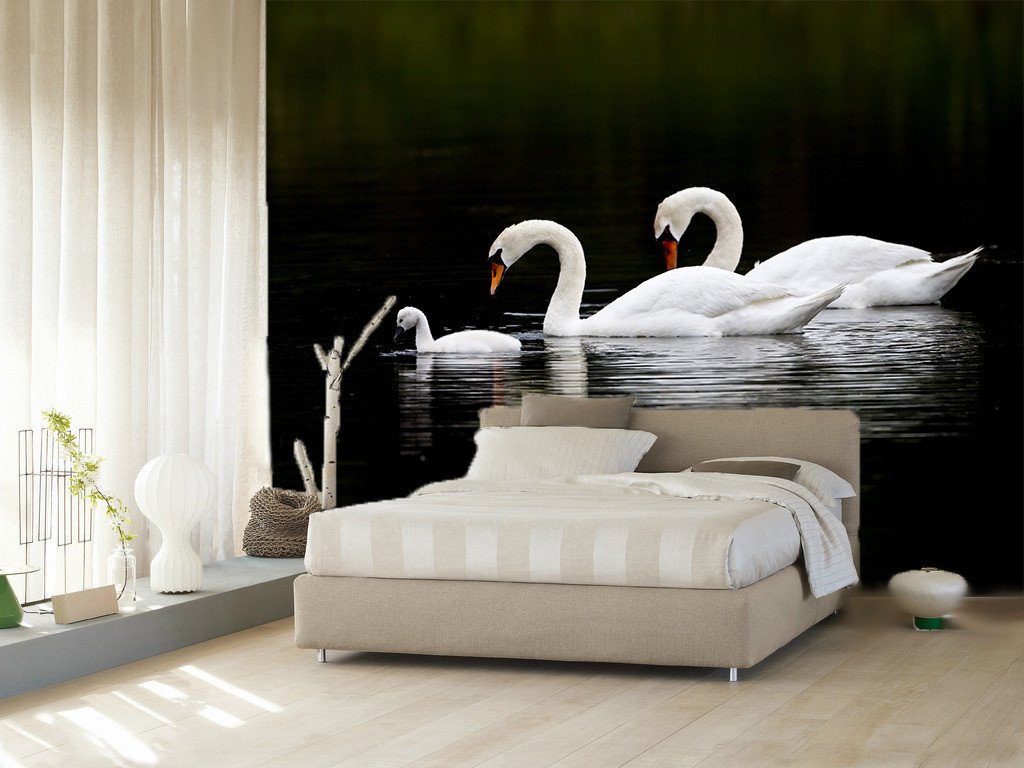 White Swans 1 Wallpaper AJ Wallpaper 