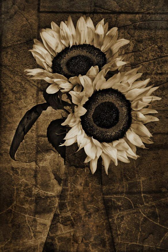 Elegant Sunflowers Wallpaper AJ Wallpaper 