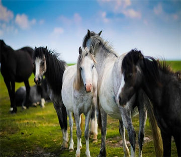 3D Prairie Horses 272 Wallpaper AJ Wallpaper 