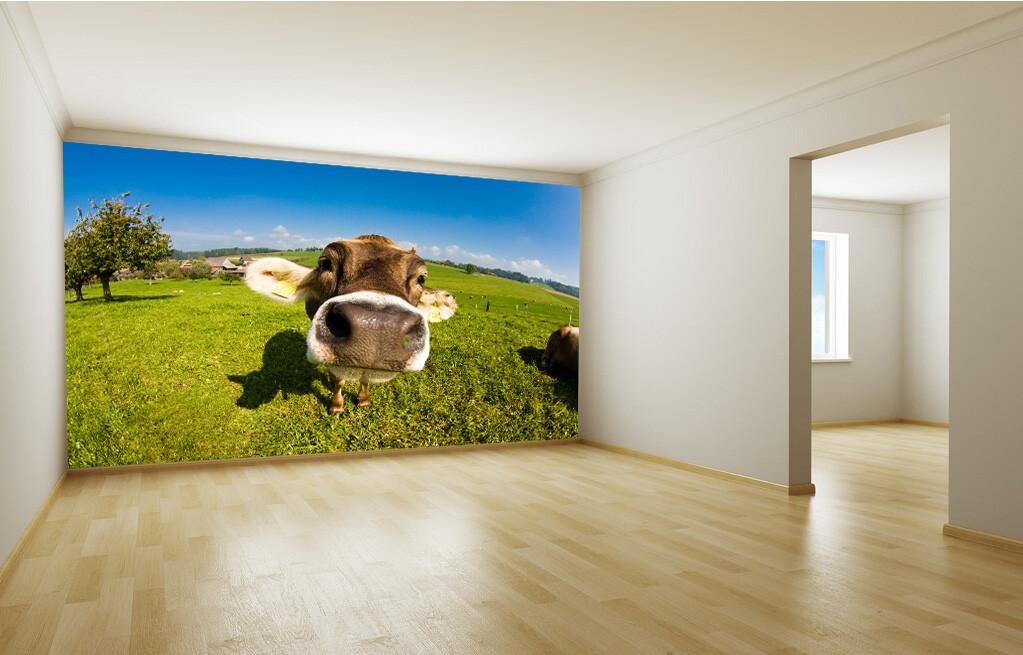 Big Cattle Head Wallpaper AJ Wallpaper 