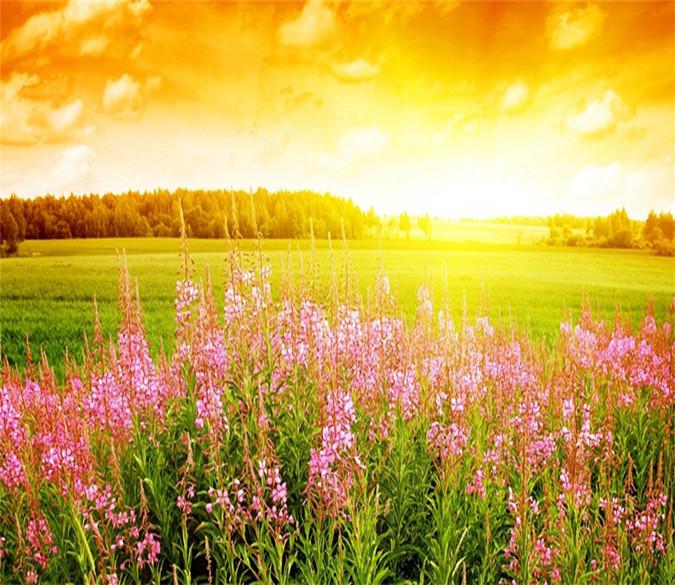 3D Sunshine Fields Flower 98 Wallpaper AJ Wallpaper 