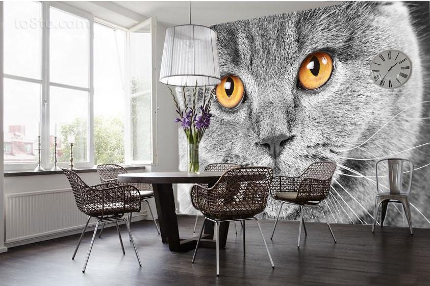 Staring Cat Wallpaper AJ Wallpaper 