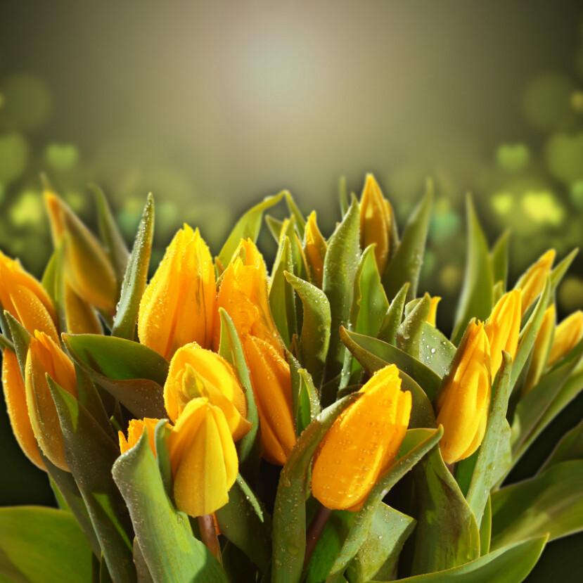 Yellow Tulips Buds 1 Wallpaper AJ Wallpaper 