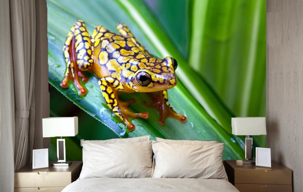 Colorful Frog Wallpaper AJ Wallpaper 