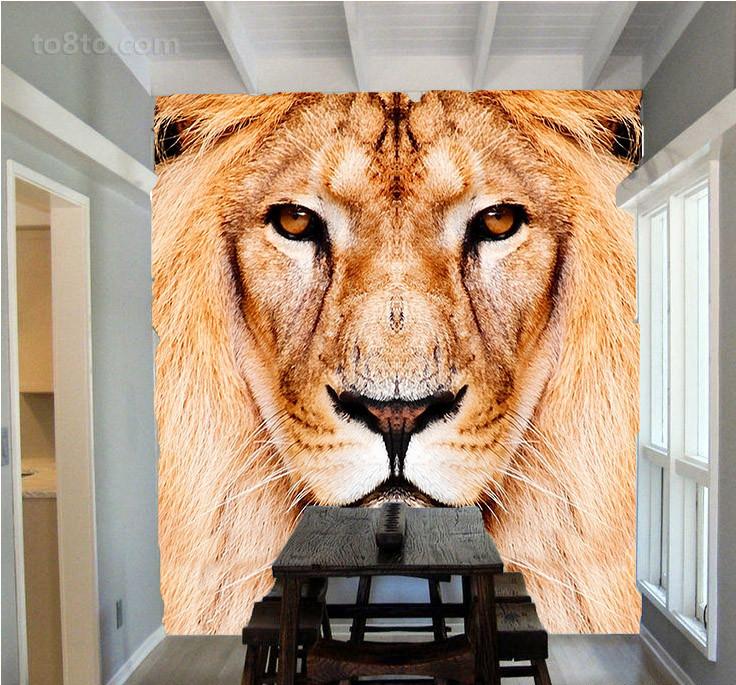 Lion Head Wallpaper AJ Wallpaper 
