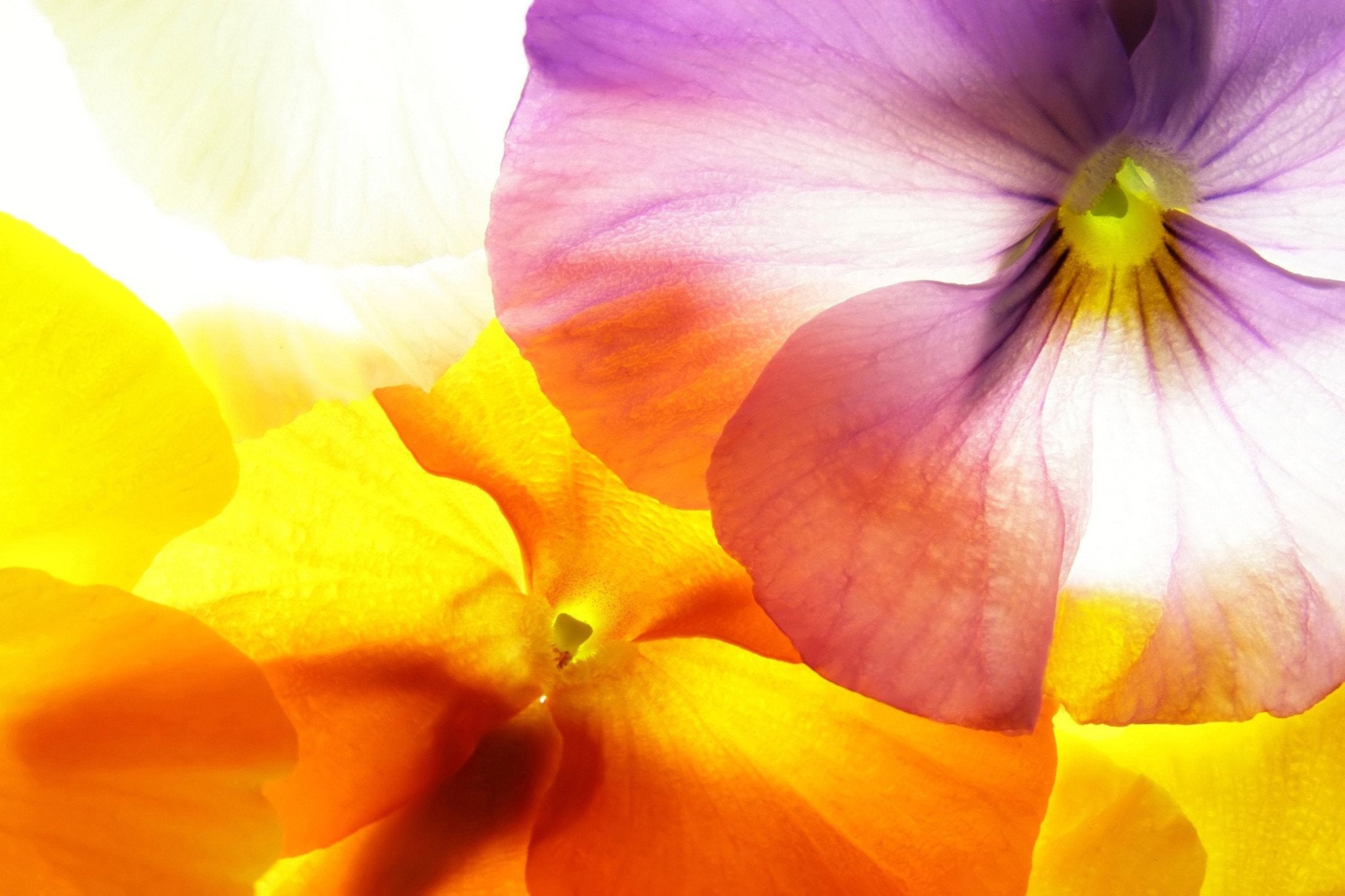 Beautiful Bright Flower Wallpaper AJ Wallpaper 