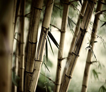3D Bamboo Trunk Forest 221 Wallpaper AJ Wallpaper 