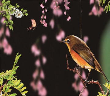 3D Lovely Oriole 5 Wallpaper AJ Wallpaper 2 