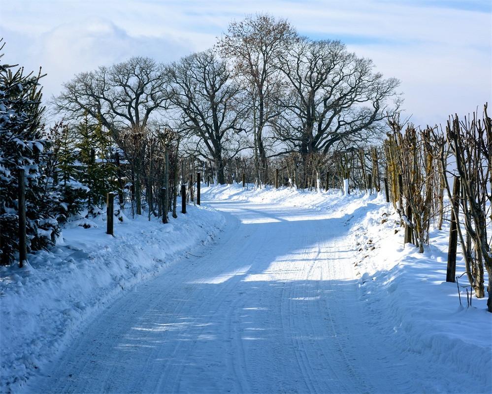 3D Snow Road Bare Trees 141 Garage Door Mural Wallpaper AJ Wallpaper 