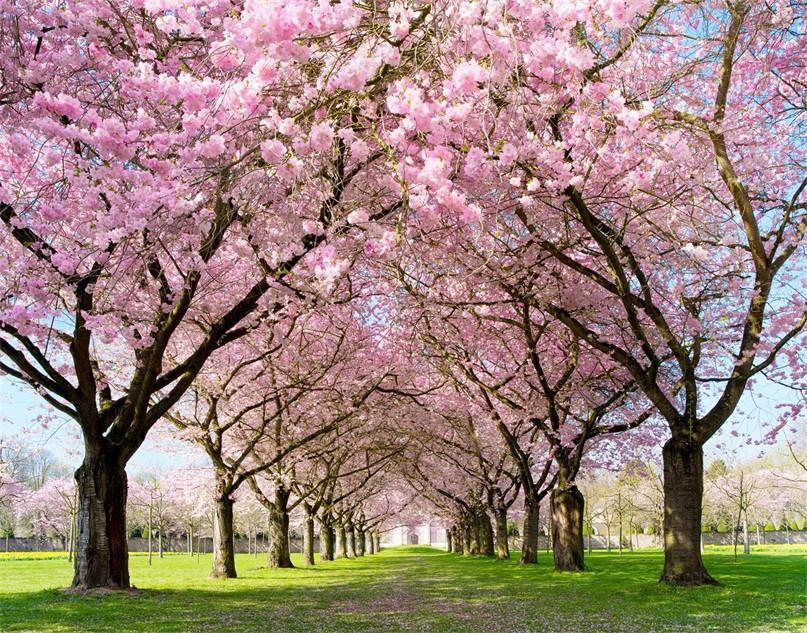 3D Flowering Trees 279 Garage Door Mural Wallpaper AJ Wallpaper 