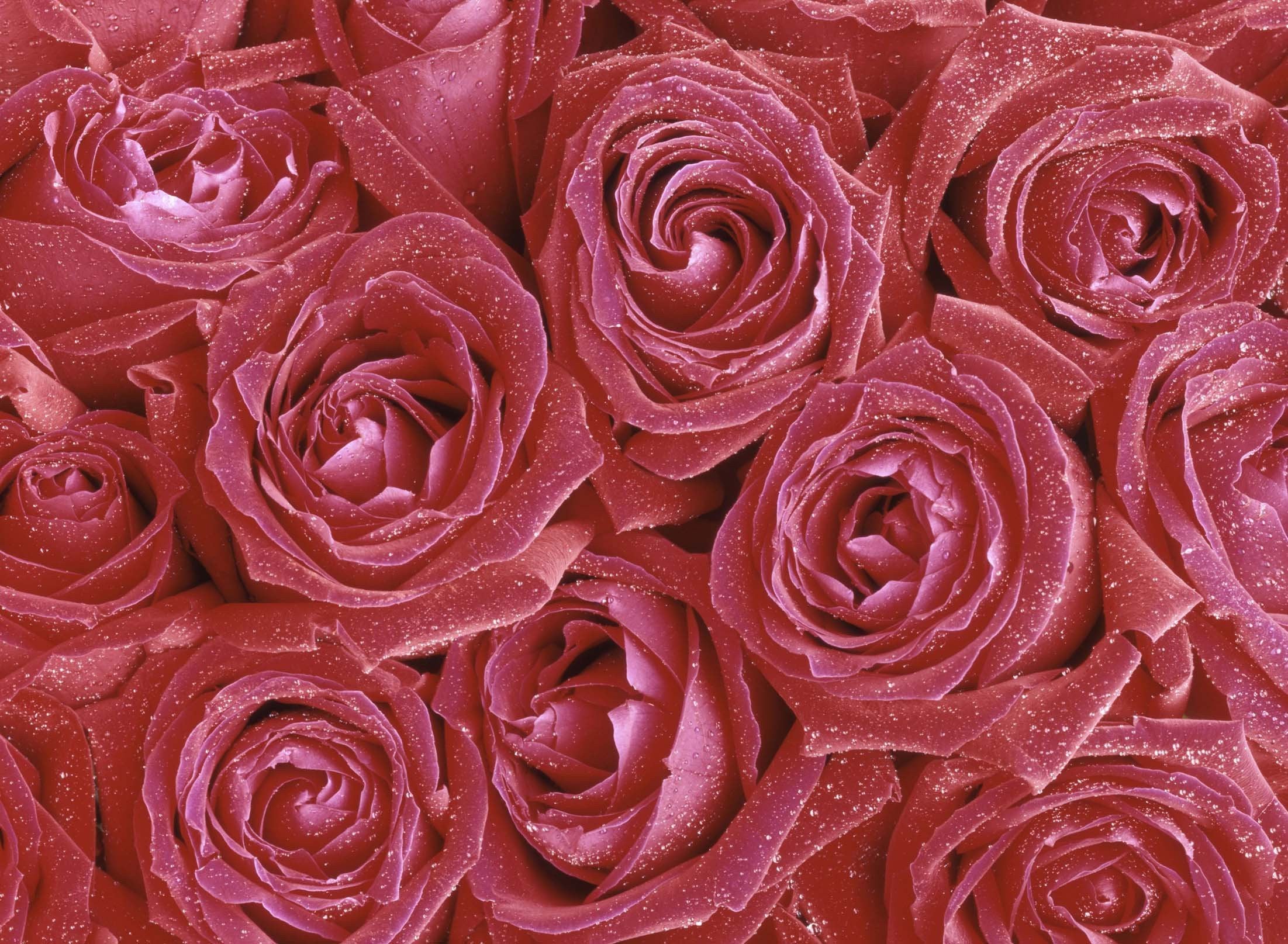 3D Roses Dews Kitchen Mat Floor Mural Wallpaper AJ Wallpaper 