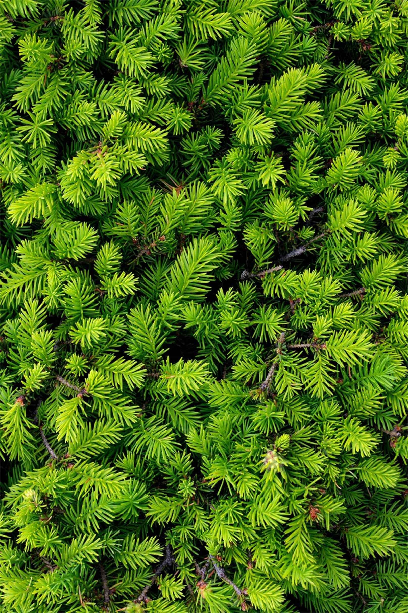 3D Green Coniferous Trees 1128 Stair Risers Wallpaper AJ Wallpaper 