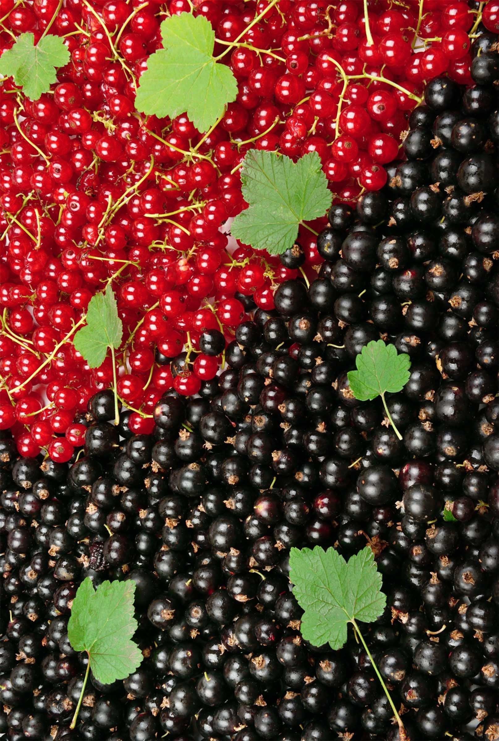 3D Cherries And Leaves 1123 Stair Risers Wallpaper AJ Wallpaper 