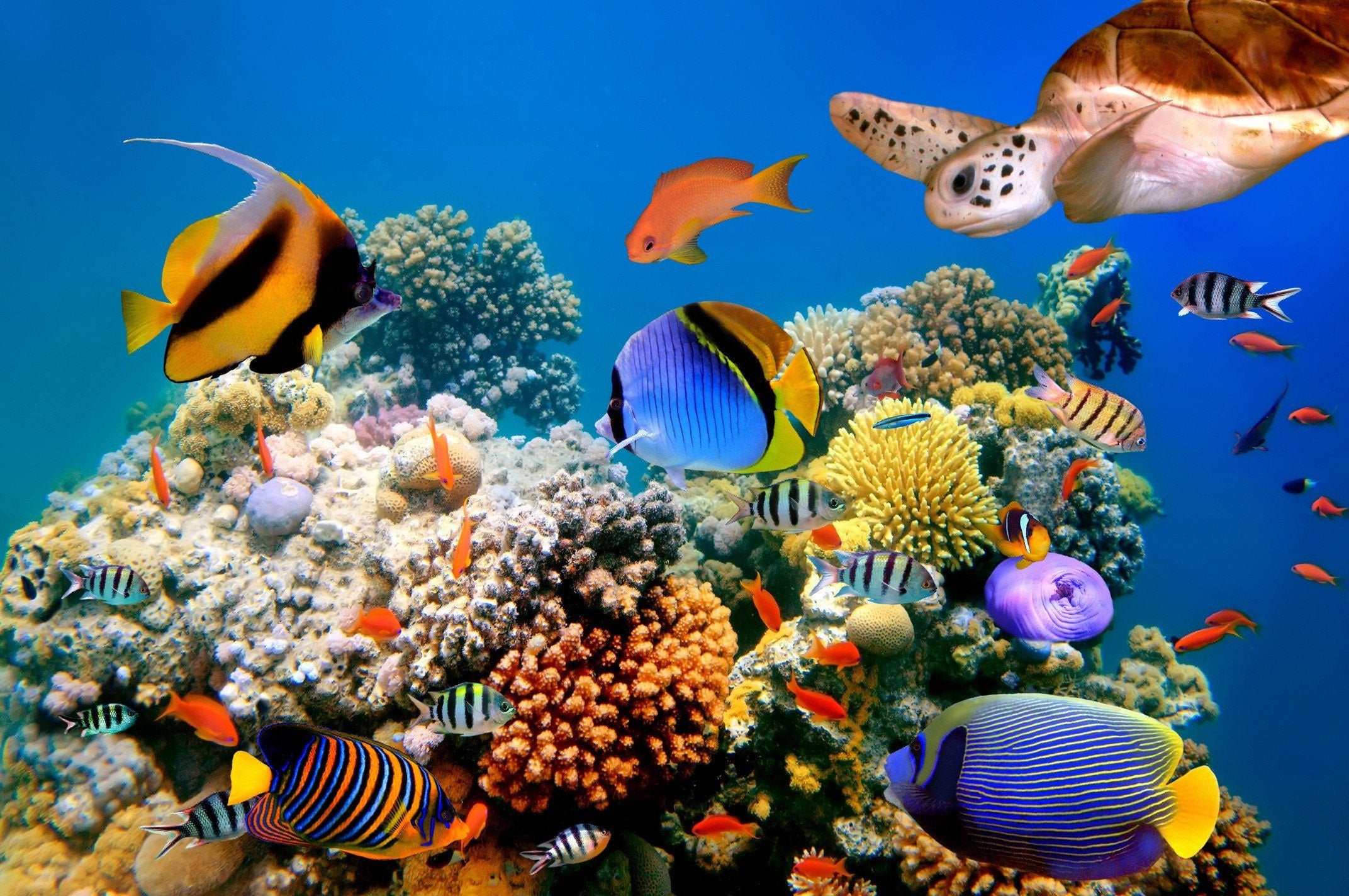 3D Undersea World Kitchen Mat Floor Mural Wallpaper AJ Wallpaper 