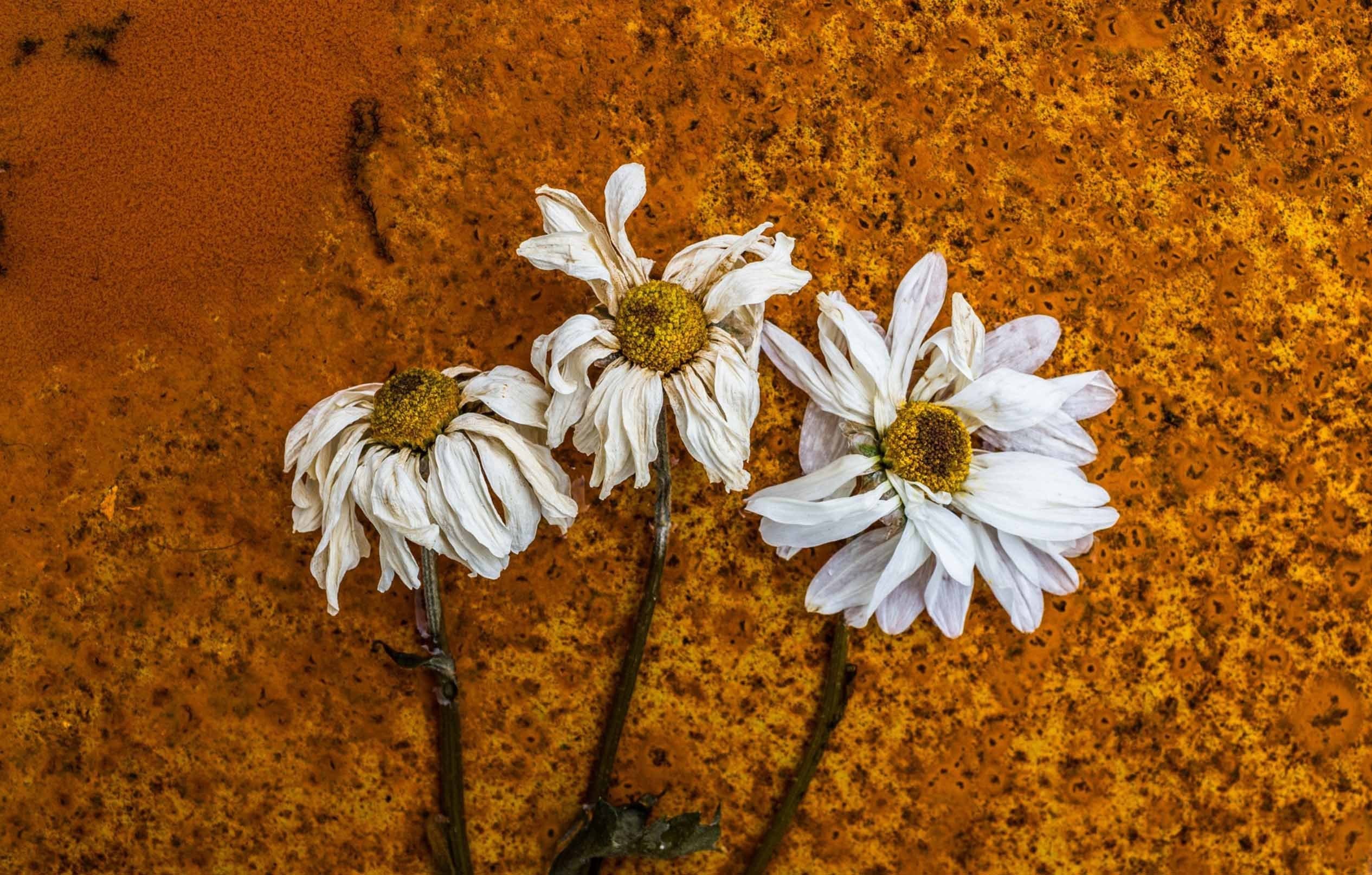 3D Gradually Withered Flowers Kitchen Mat Floor Mural Wallpaper AJ Wallpaper 