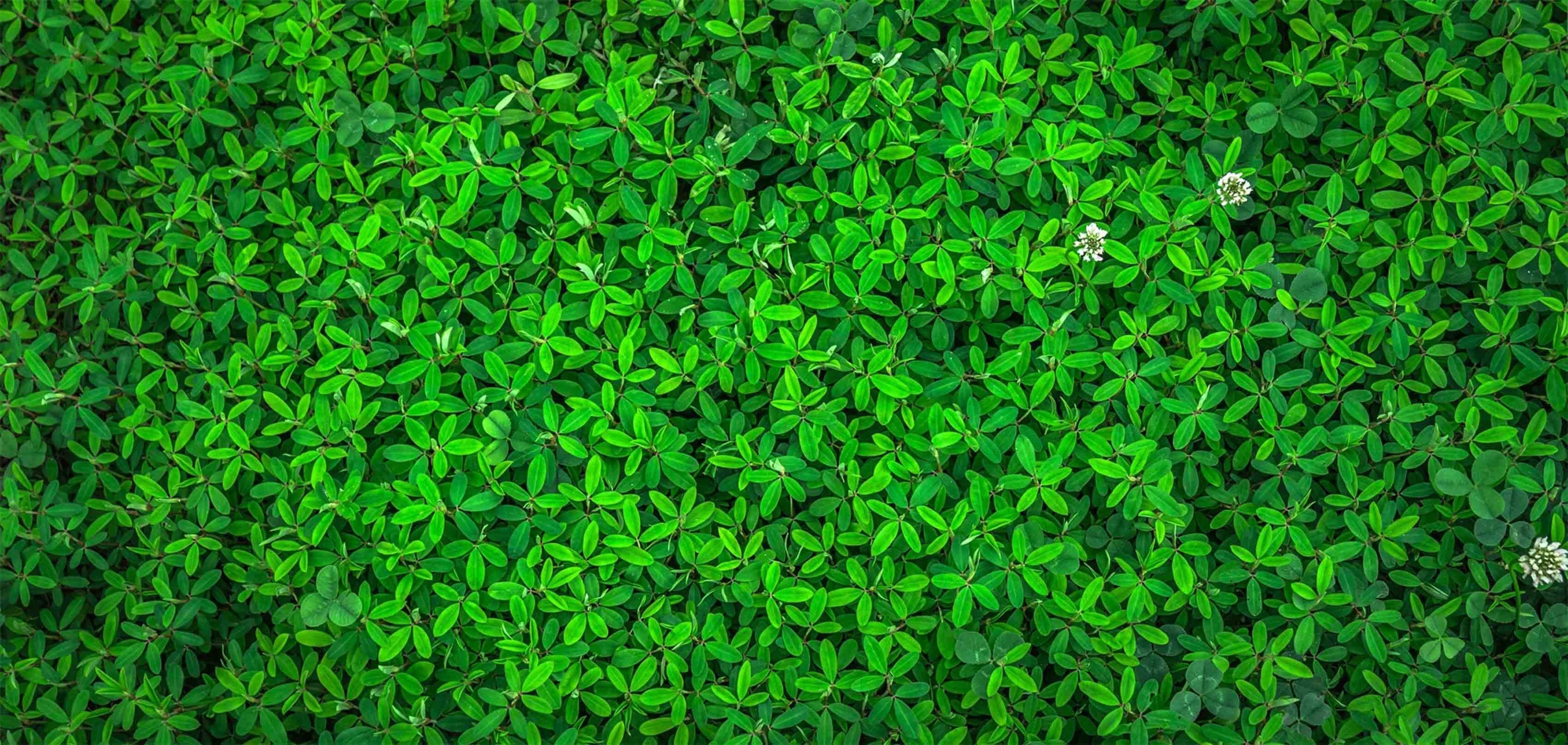 3D Beautiful Green Plants 572 Kitchen Mat Floor Mural Wallpaper AJ Wallpaper 