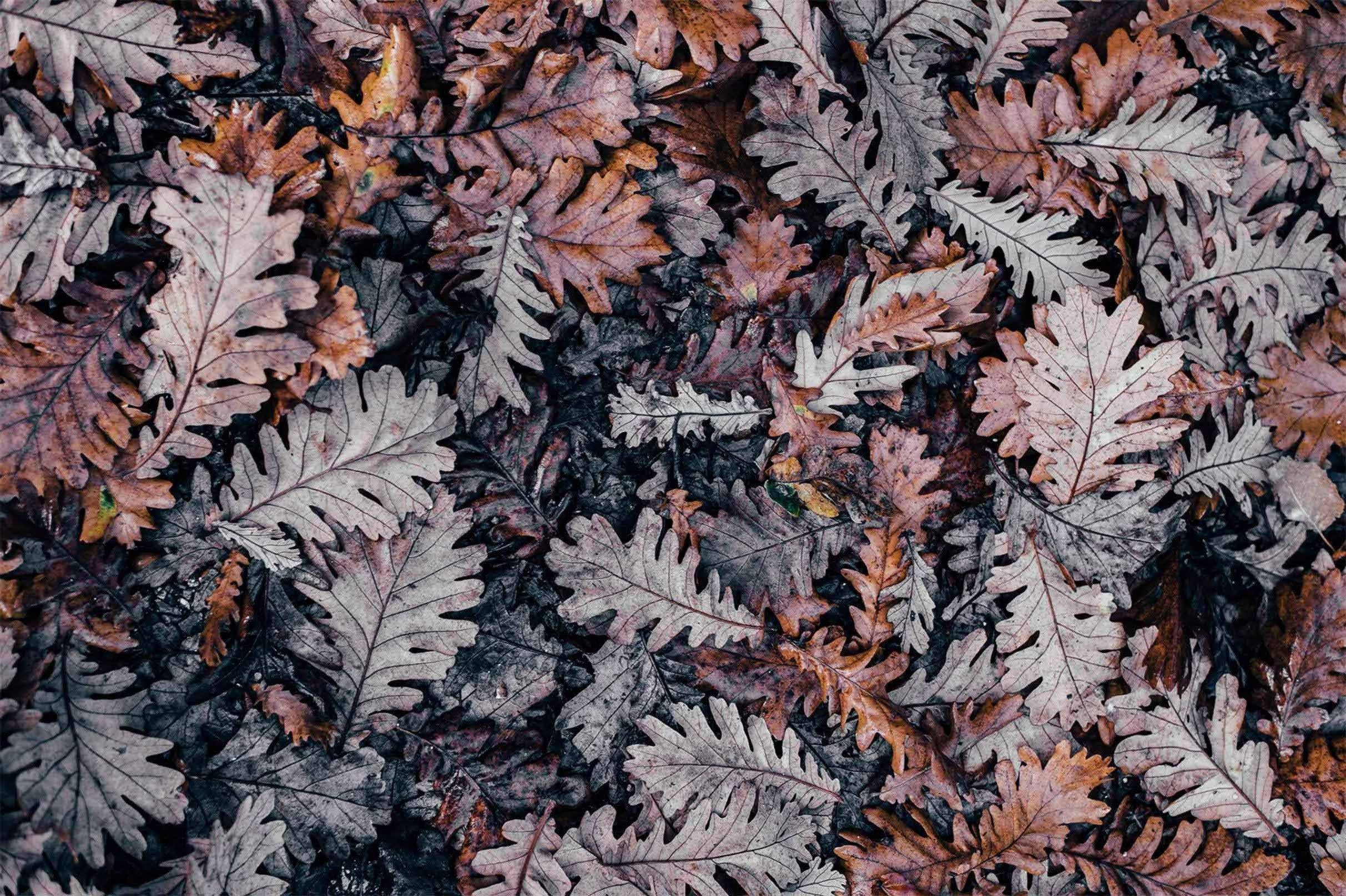 3D Fade Leaves 574 Kitchen Mat Floor Mural Wallpaper AJ Wallpaper 