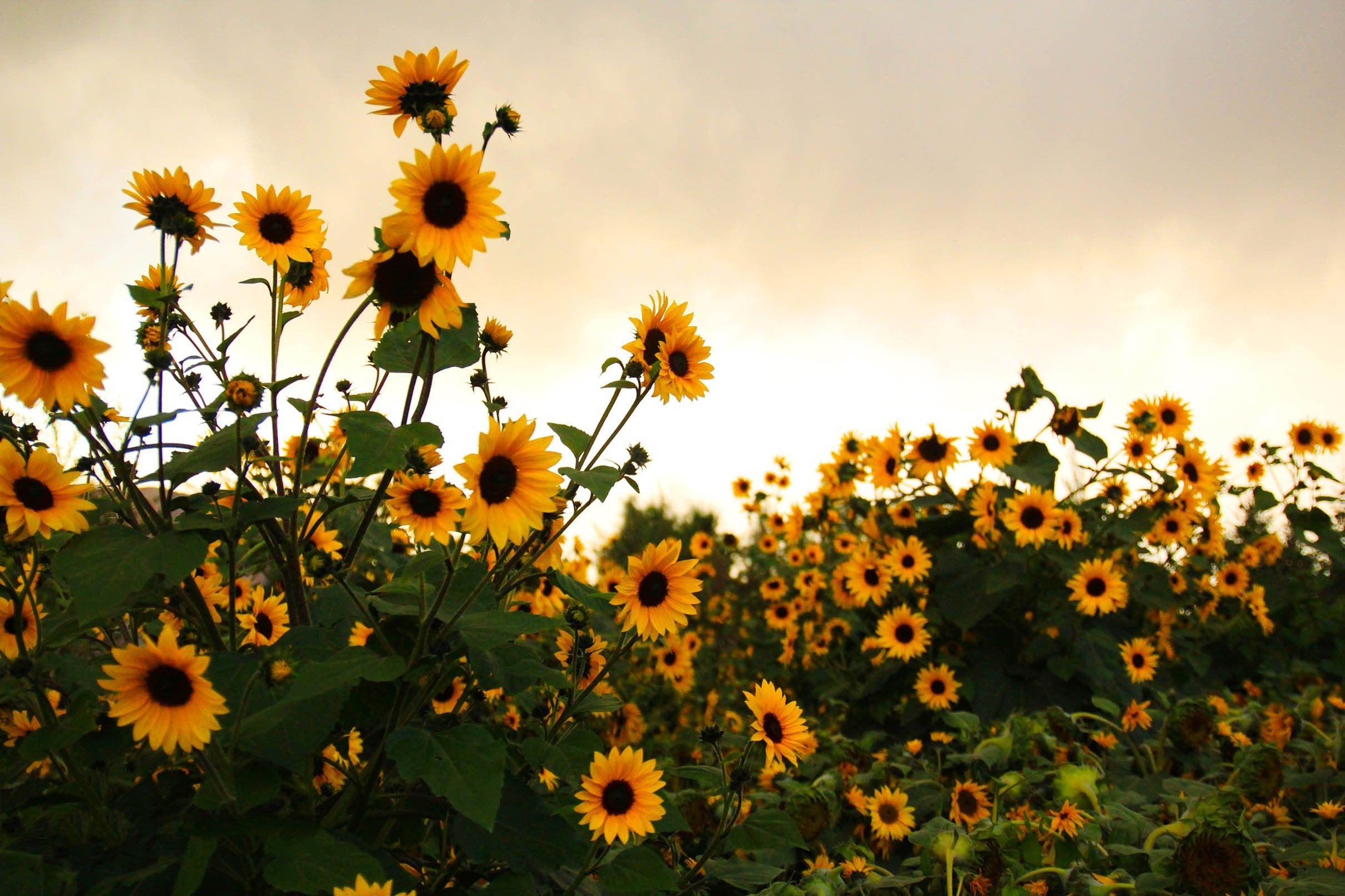 3D Sunflowers 653 Kitchen Mat Floor Mural Wallpaper AJ Wallpaper 