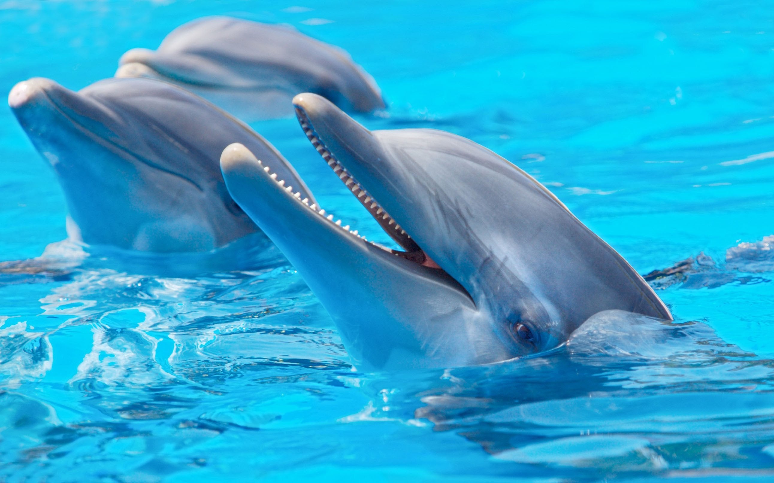 3D Smiling Dolphins Kitchen Mat Floor Mural Wallpaper AJ Wallpaper 