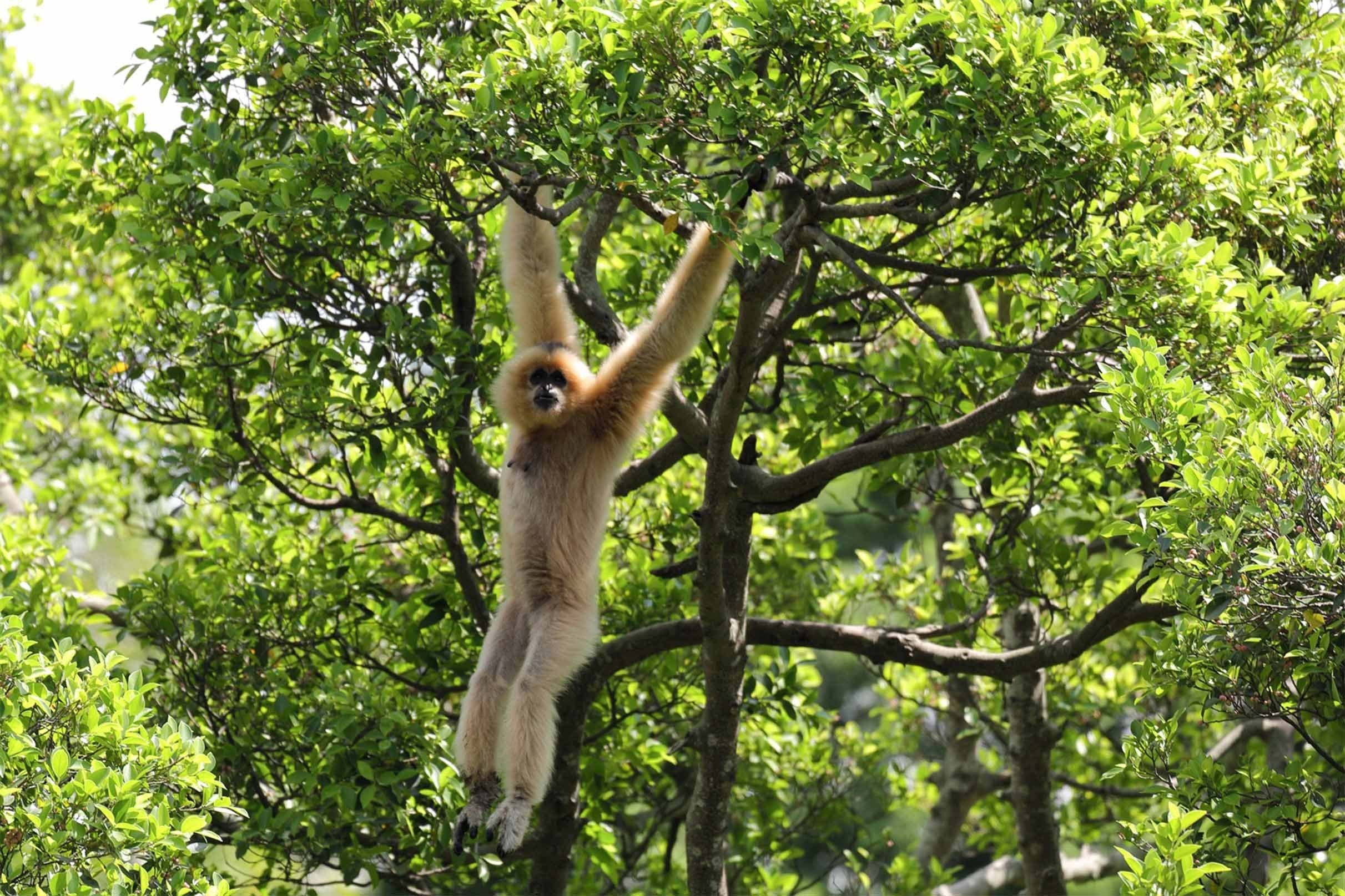 3D Forest Naughty Monkey 648 Kitchen Mat Floor Mural Wallpaper AJ Wallpaper 