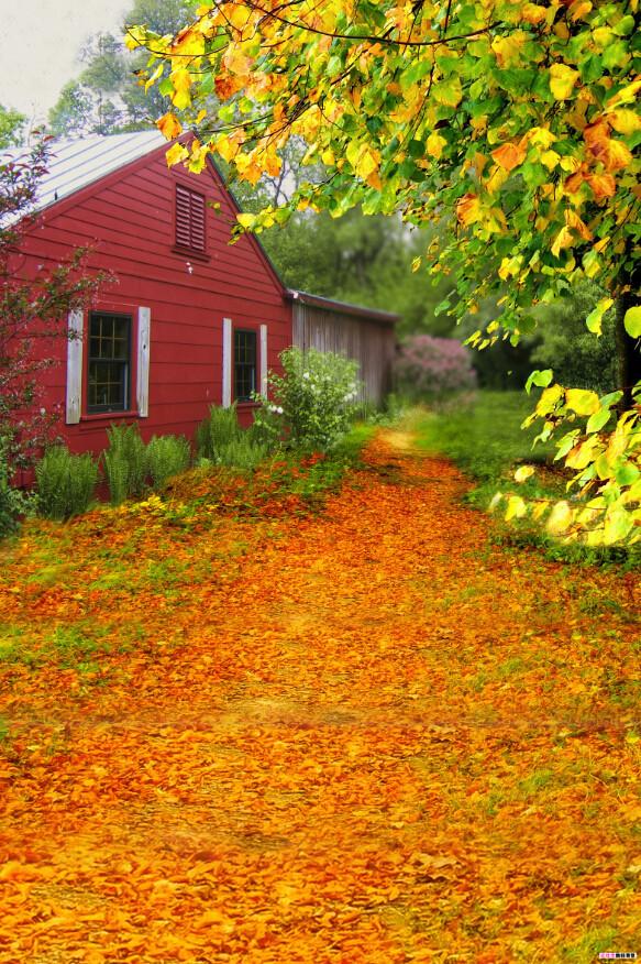 Forest House Wallpaper AJ Wallpaper 