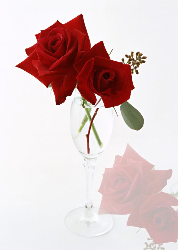 Romantic Red Roses Wallpaper AJ Wallpaper 