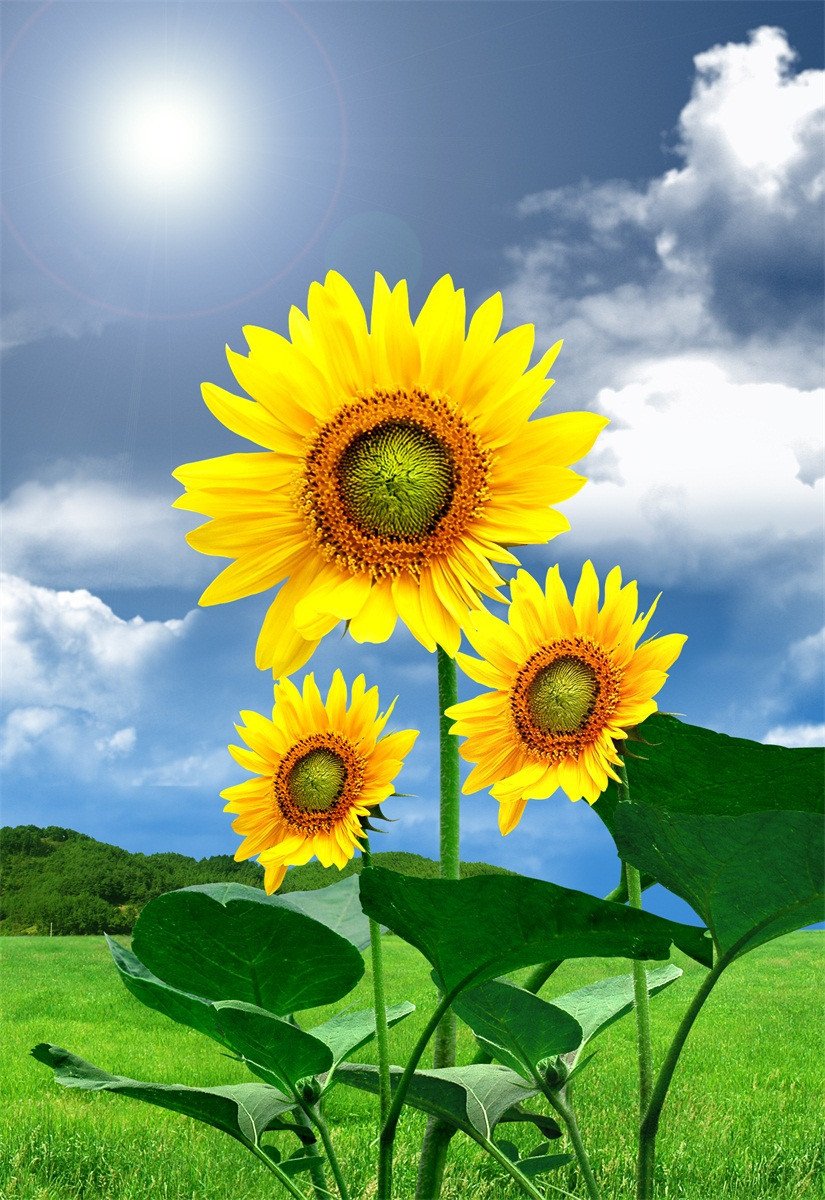 3D Grassland Sunflowers 111 Stair Risers Wallpaper AJ Wallpaper 