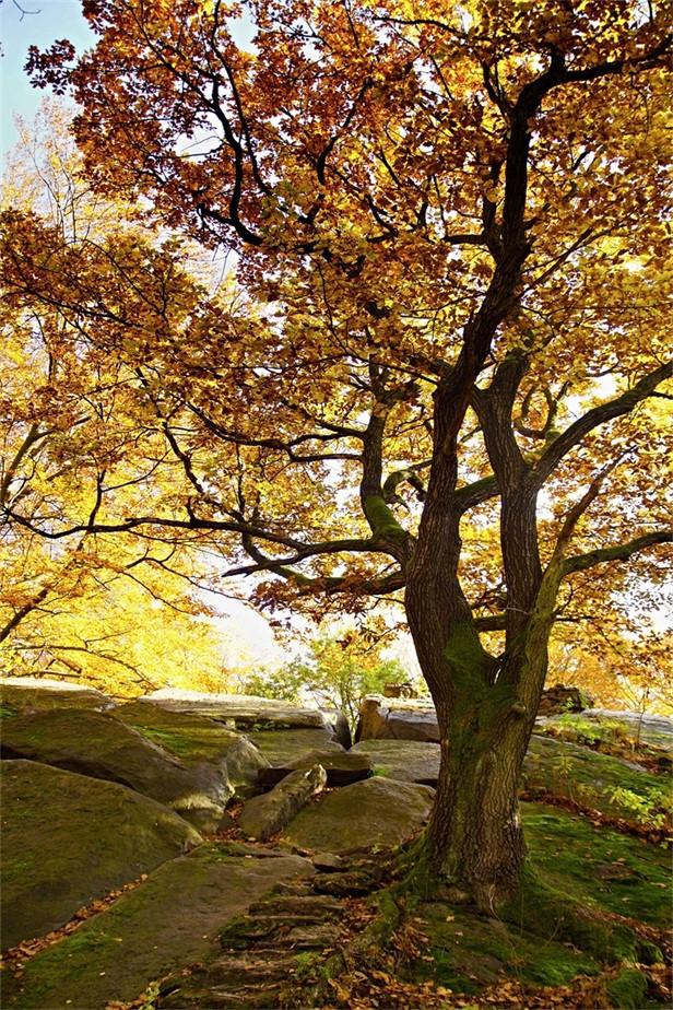 3D Stones Trees 608 Stair Risers Wallpaper AJ Wallpaper 