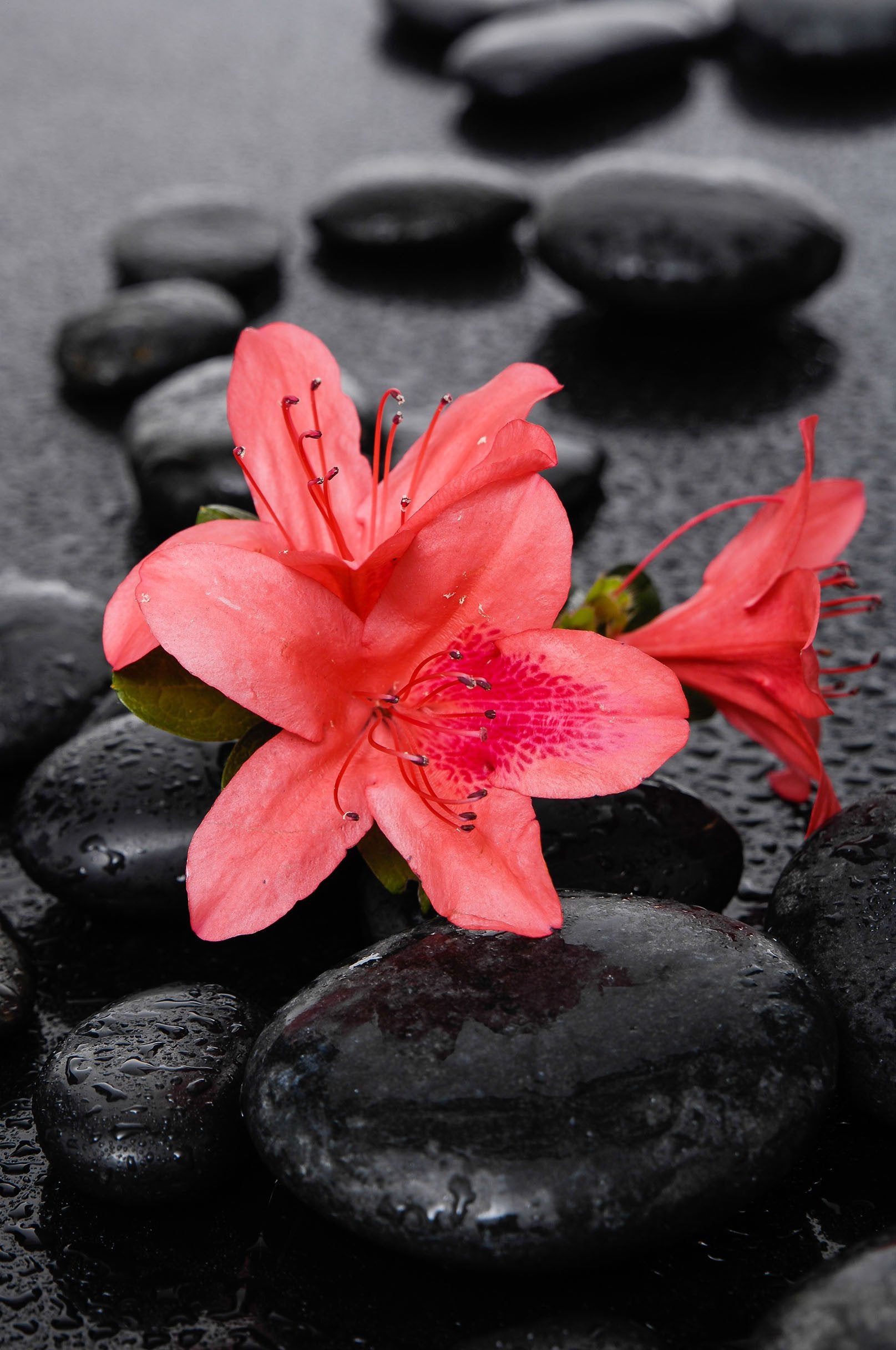 3D Flowers And Stones 831 Stair Risers Wallpaper AJ Wallpaper 