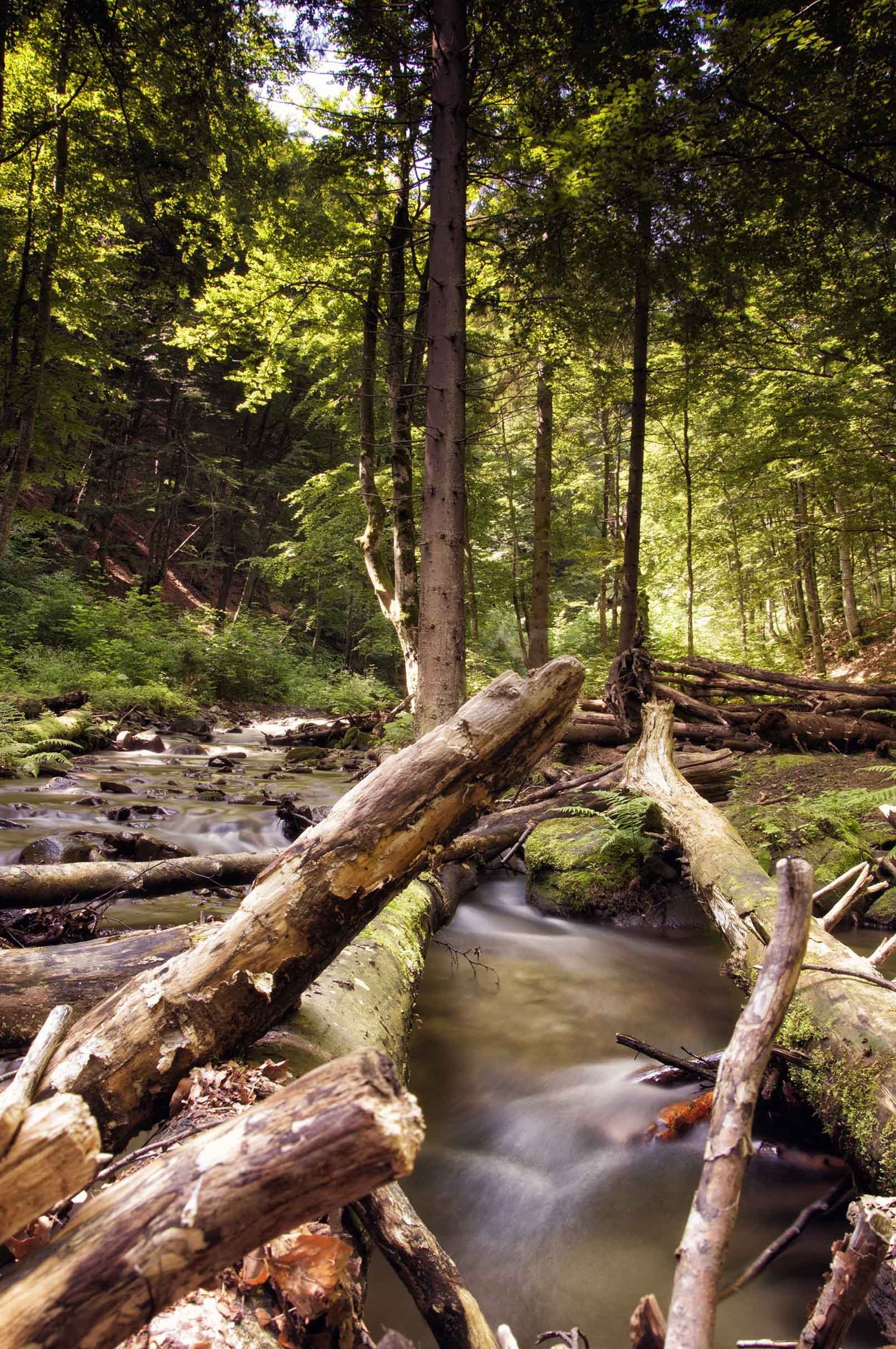 3D Forest Creek Wood 832 Stair Risers Wallpaper AJ Wallpaper 