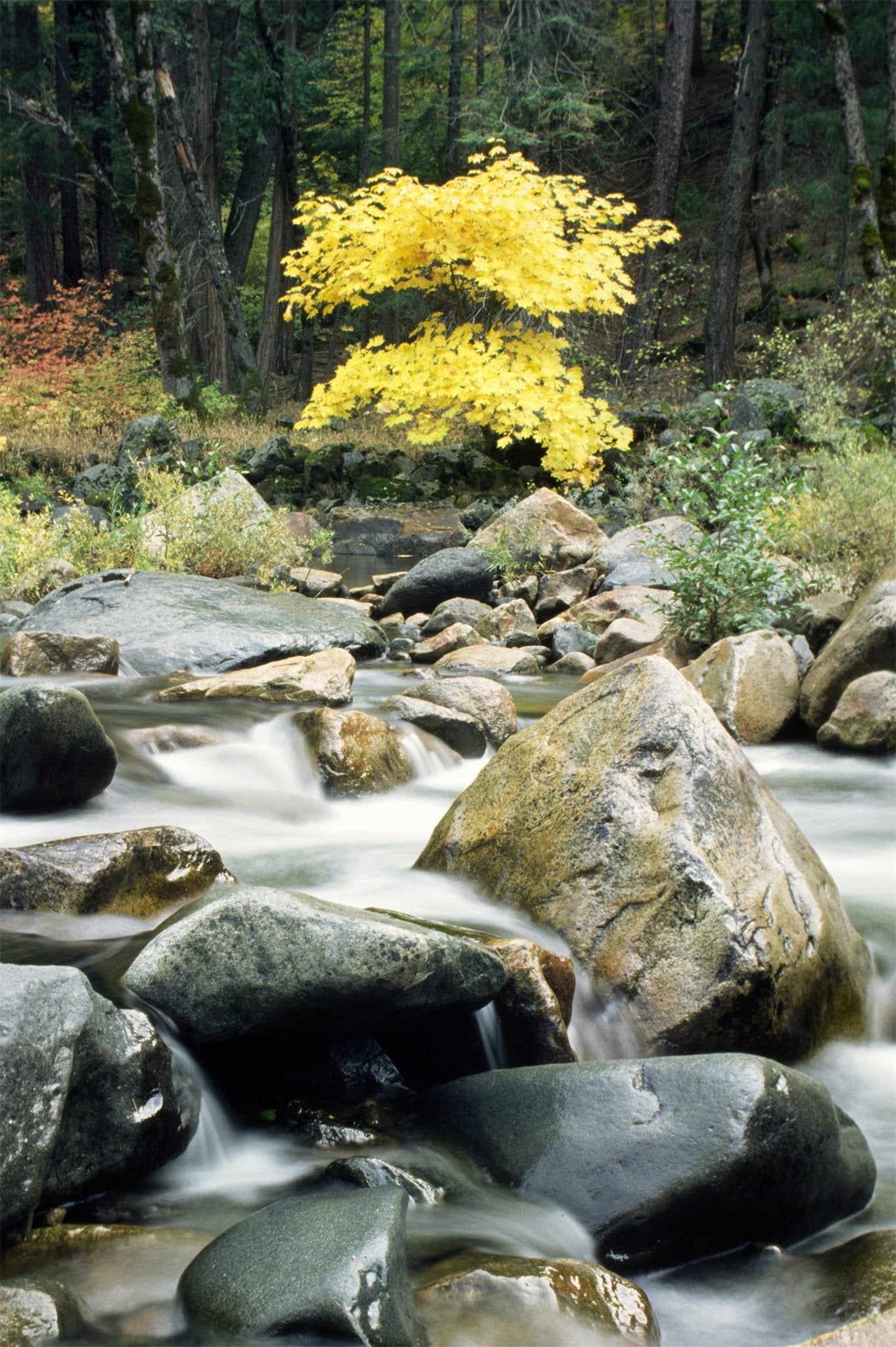 3D Forest Creek Stones 953 Stair Risers Wallpaper AJ Wallpaper 