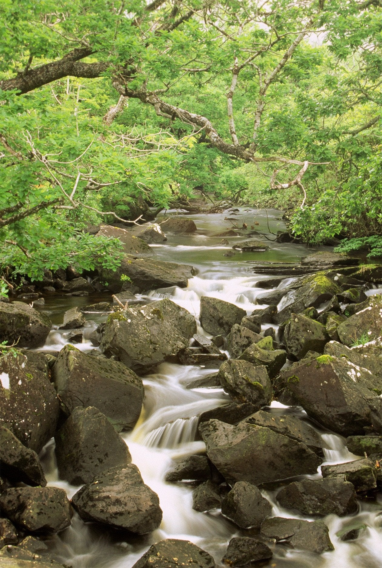 3D Forest Creek Rocks 951 Stair Risers Wallpaper AJ Wallpaper 