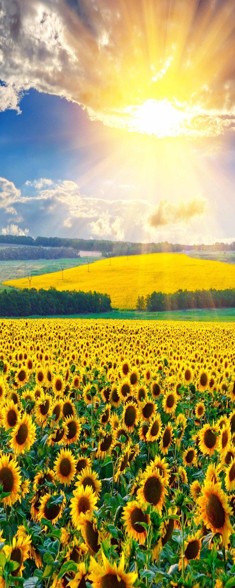 3D Sunny Sunflowers Field 914 Stair Risers Wallpaper AJ Wallpaper 