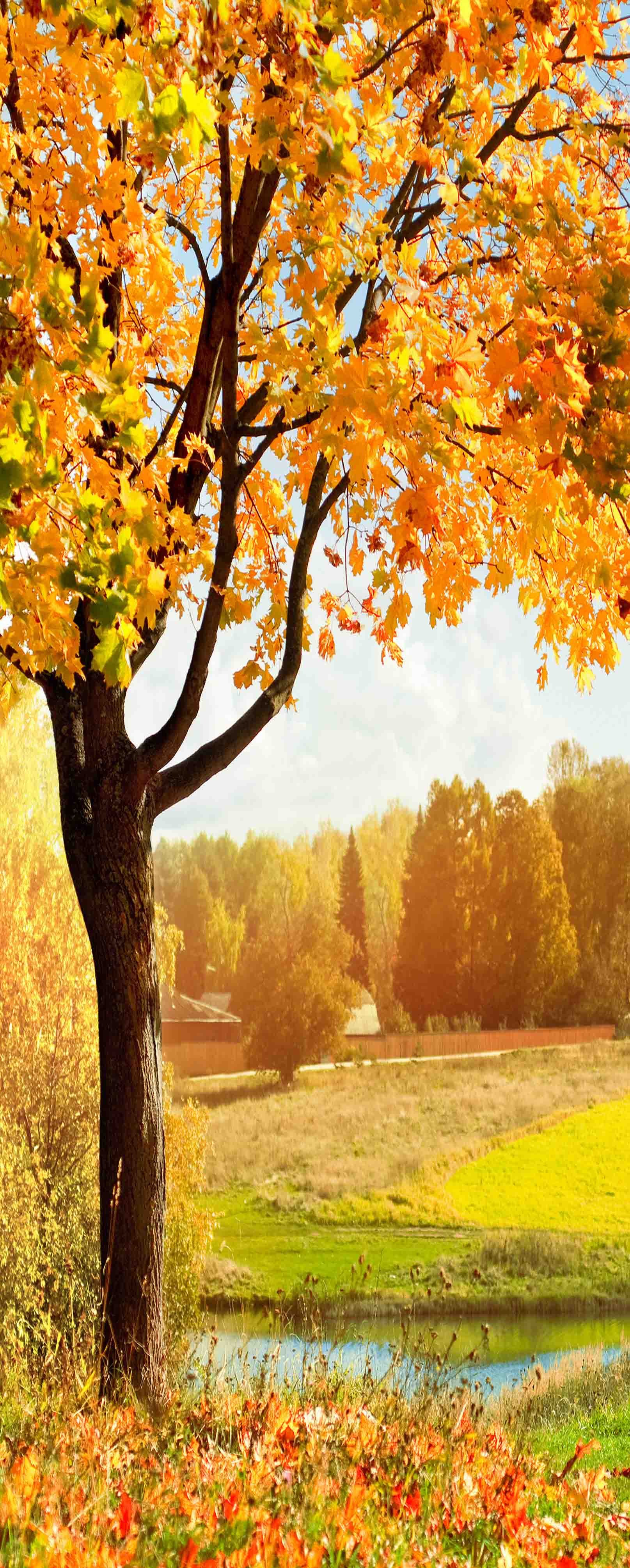 3D Bright Trees And Sunshine 710 Stair Risers Wallpaper AJ Wallpaper 