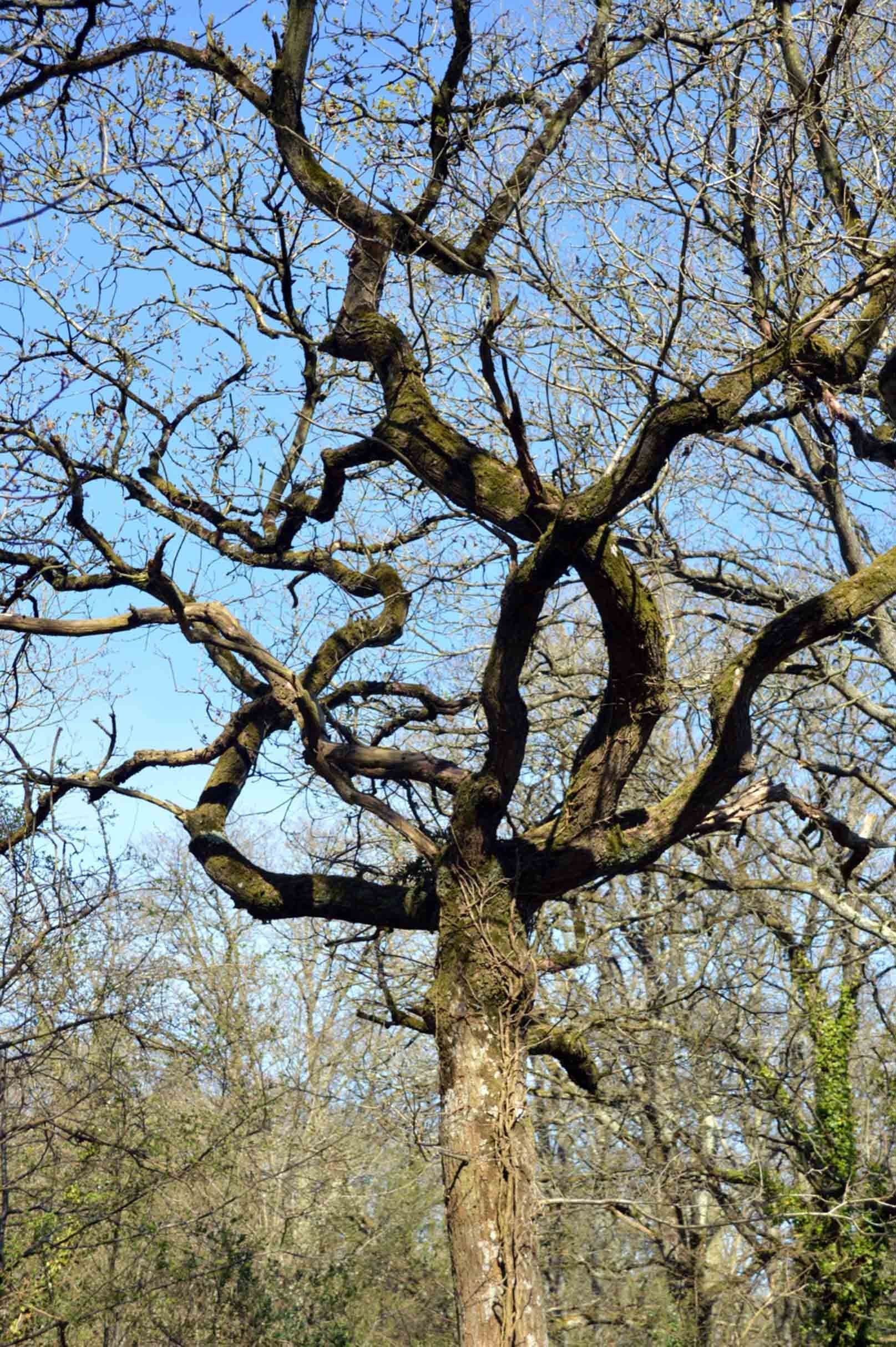 3D Meandering Trees 884 Stair Risers Wallpaper AJ Wallpaper 