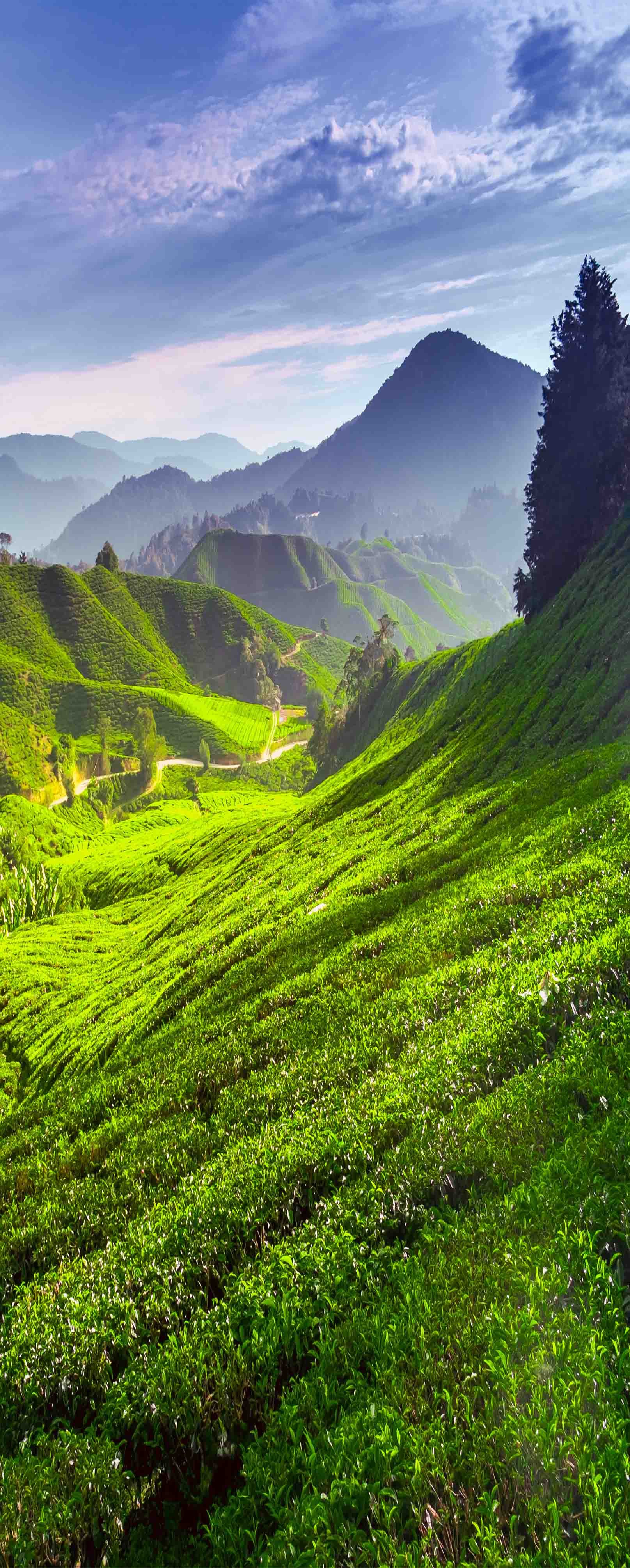 3D Tea Mountains 847 Stair Risers Wallpaper AJ Wallpaper 