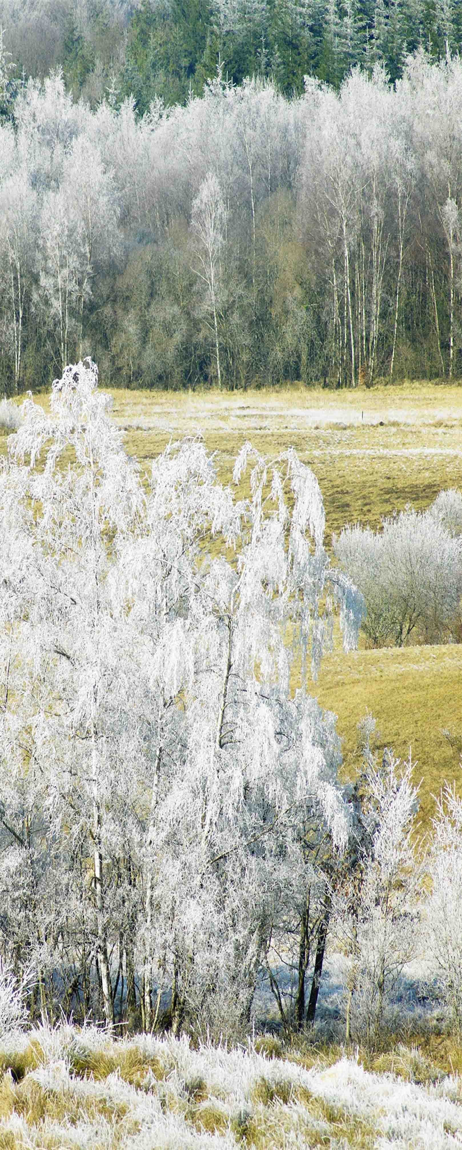 3D Silver Trees 848 Stair Risers Wallpaper AJ Wallpaper 